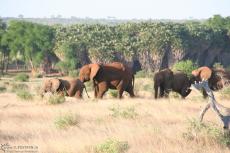 IMG 7566-Kenya, elephants in a queue seen in Tsavo East IMG 7566-Kenya, elephants in a queue seen in Tsavo East